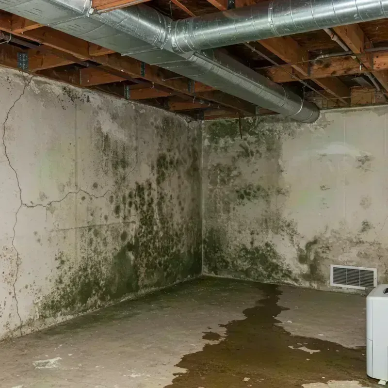 Professional Mold Removal in Macungie, PA